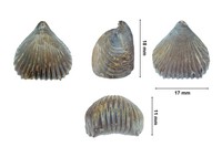 Kallirhynchia concinna